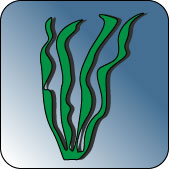 Algae icon