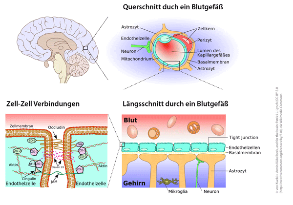 Schematische Darstellung der Blut-Hirn-Schranke. Vom Gehirn bis hin zu den Tight Junctions. © von Kuebi = Armin Kübelbeck, and for the brain: Patrick J. Lynch [CC-BY-3.0 (http://creativecommons.org/licenses/by/3.0)], via Wikimedia Commons