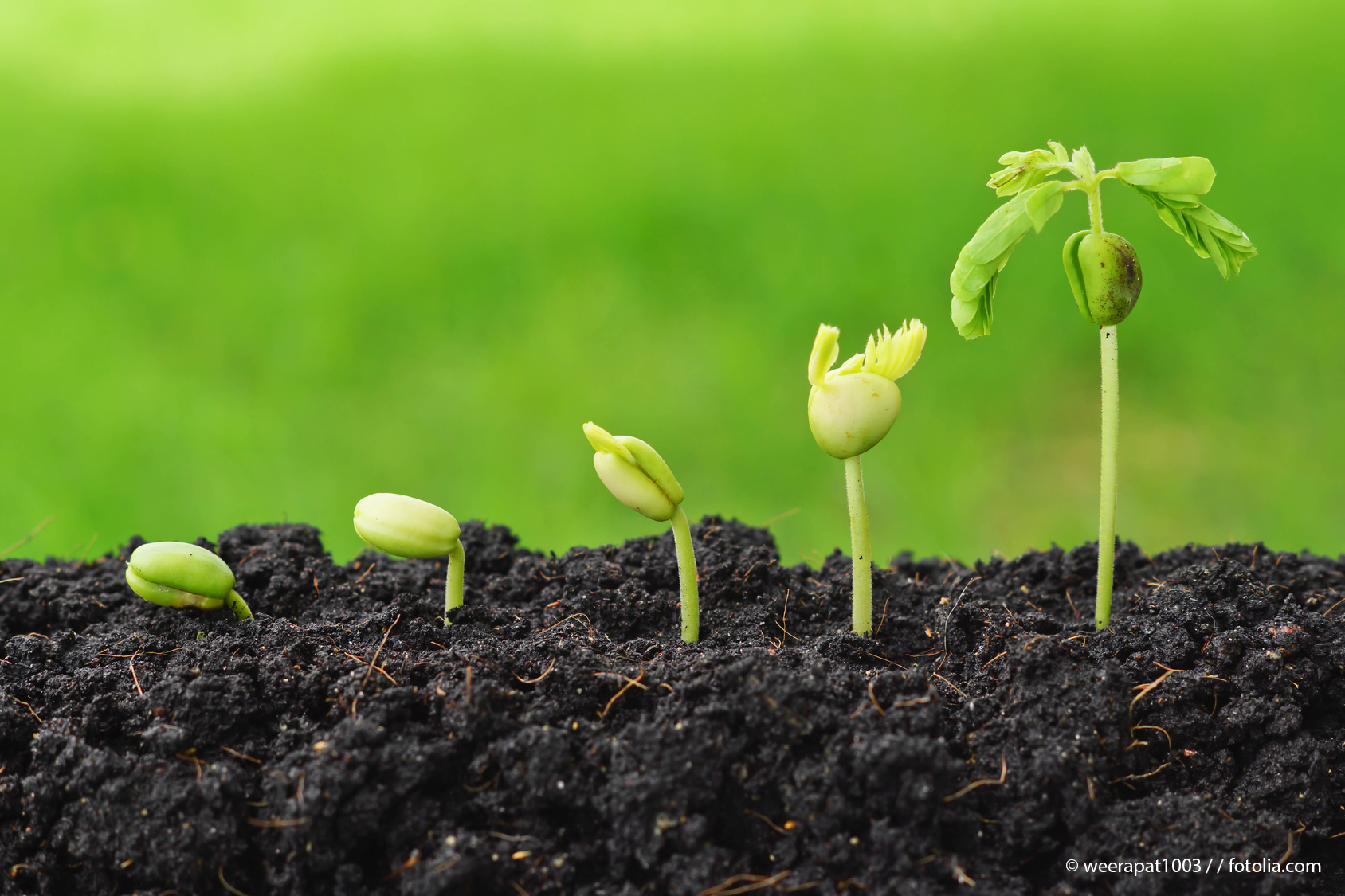 plant germination sequence © weerapat1003 / fotolia.com
