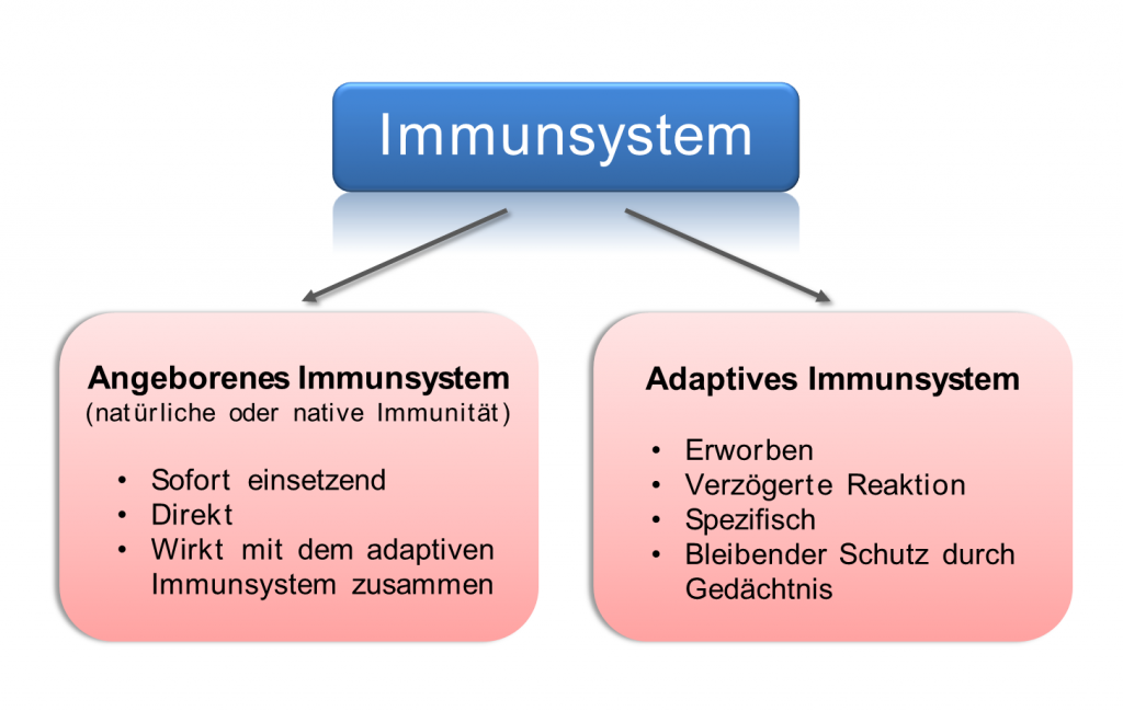 Nanopartikel Und Das Immunsystem – Wissensplattform Nanopartikel.info