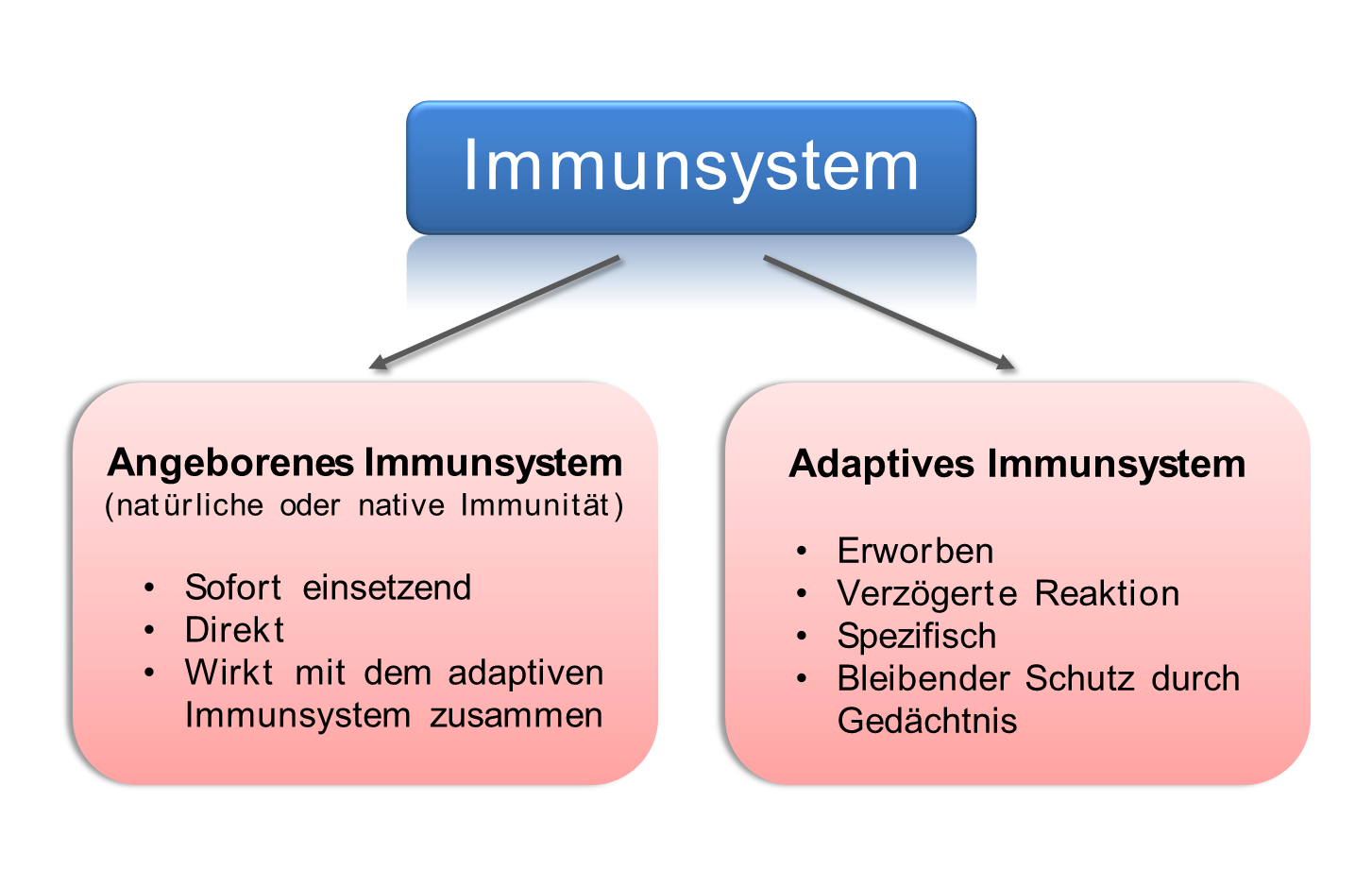Schema Angeborenes und Adaptives Immunsystem. 
