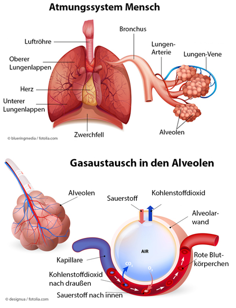 Atmungssystem des Menschen und Gasaustausch in den Alveolen.