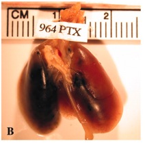 Lung of a mouse after instillation with carbon black. The left part of the lung shows massive black deposits; the right part exhibits only few deposits around the inlet/outlet of the major air passages and blood vessels (lung hilum).© Lam et al., 2004.