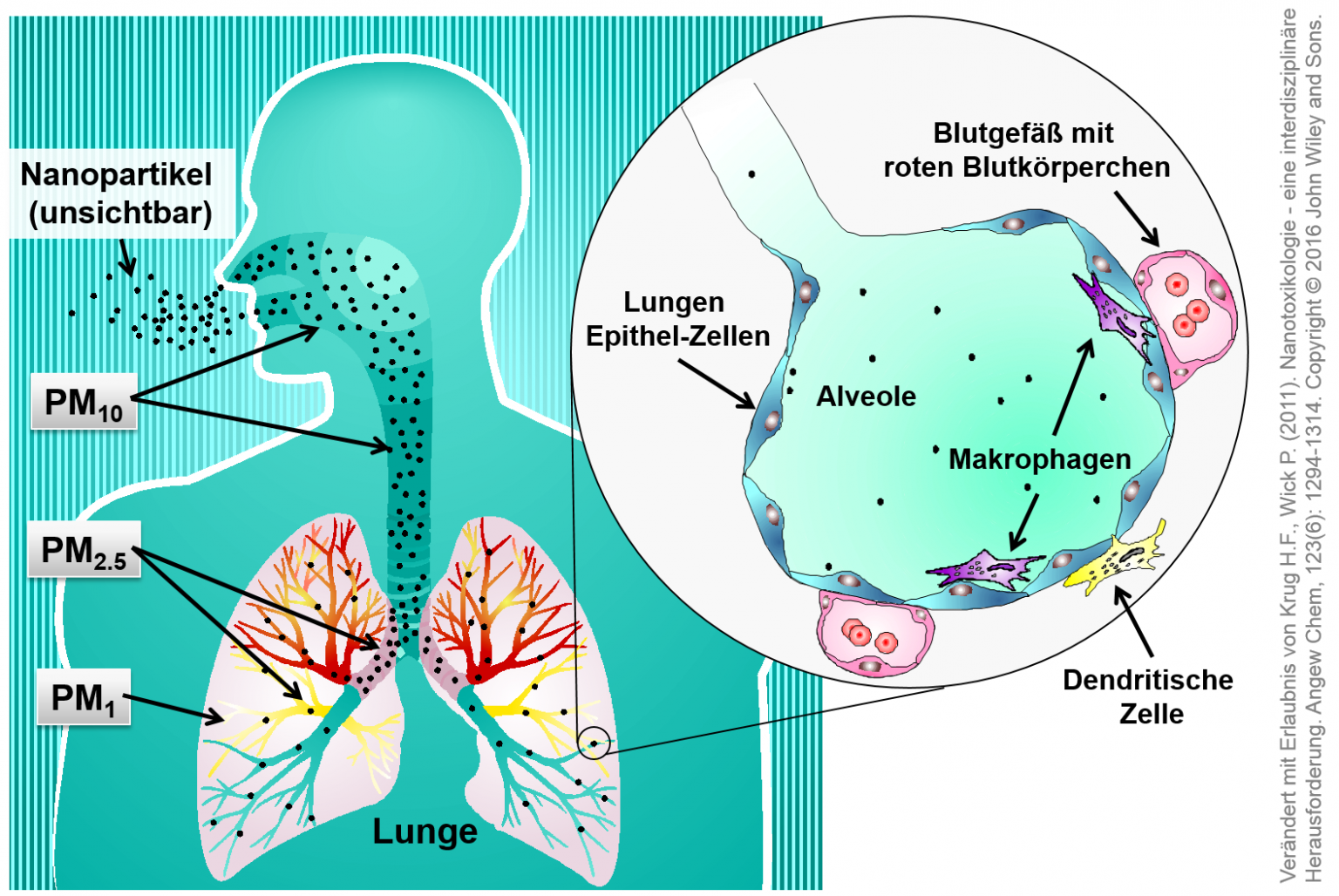 Nanopartikel Und Die Lunge – Wissensplattform Nanopartikel.info