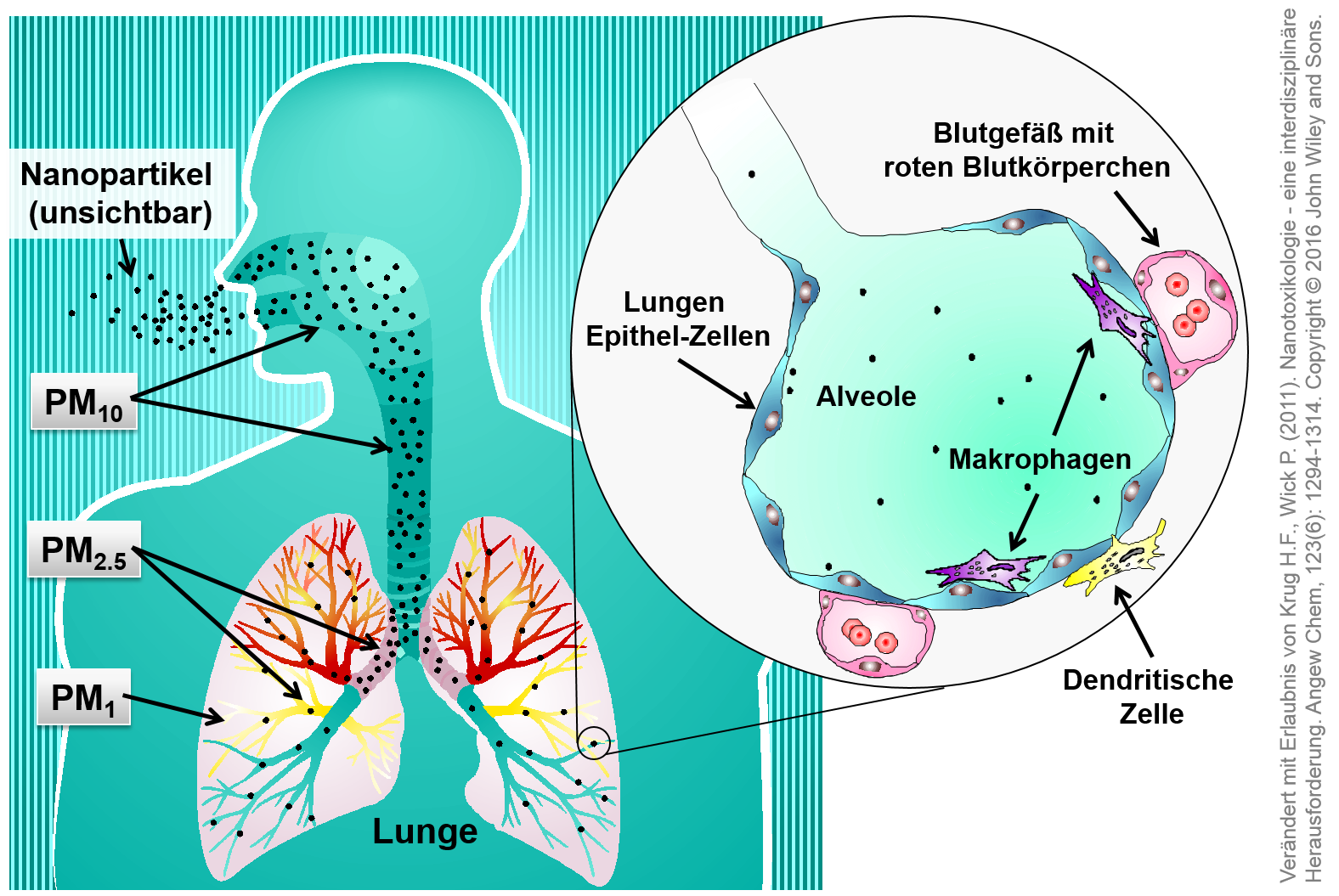 Mögliche Transportwege von Partikeln unterschiedlicher Größe in der Lunge. 