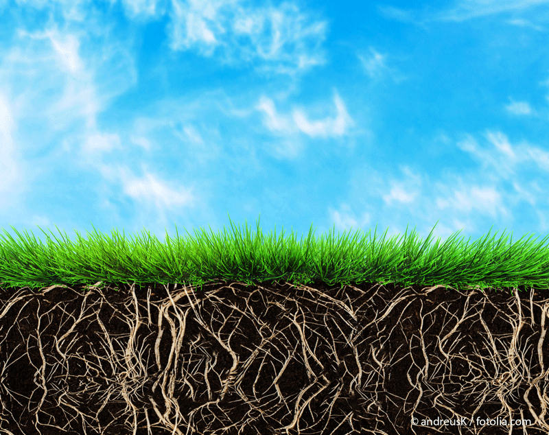 Section of grass and soil. © andreusK / fotolia.com