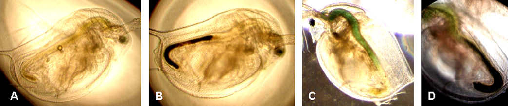 Water flea accumulate titanium dioxide nanoparticles (black coloured areas) in their gut. © Zhu et al., 2010.