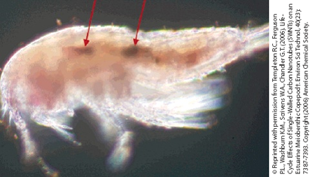Copepod with carbon nanotubes (red arrows) in the digestive tract. © Reprinted with permission from Templeton R.C., Ferguson P.L., Washburn K.M., Scrivens W.A., Chandler G.T. (2006). Life-Cycle Effects of Single-Walled Carbon Nanotubes (SWNTs) on an Estuarine Meiobenthic Copepod†. Environ Sci Technol, 40(23): 7387-7393. Copyright (2006) American Chemical Society. 