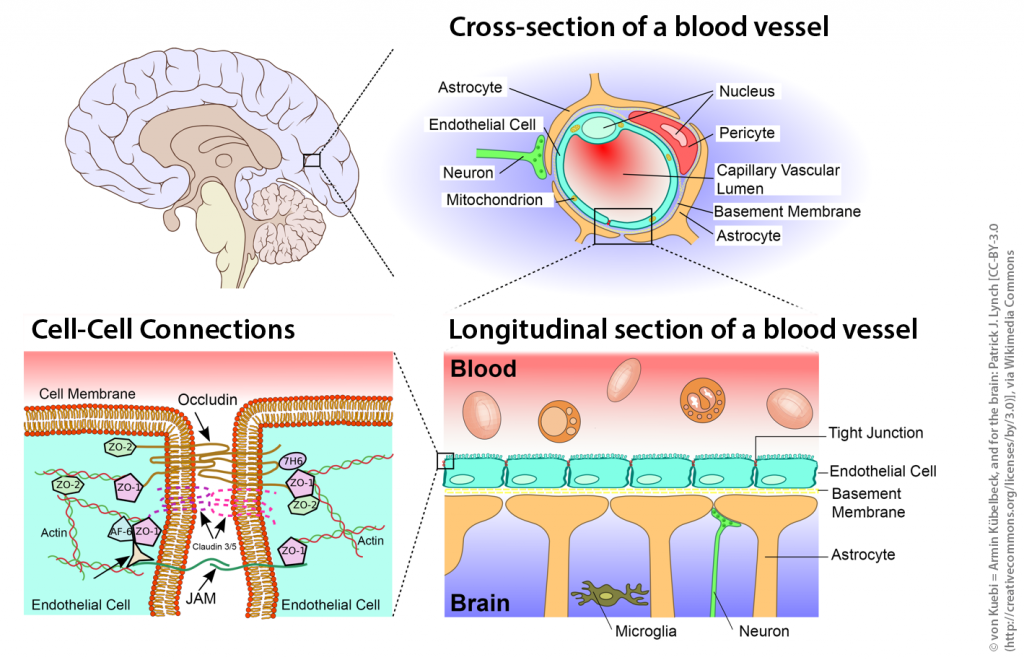 Cellular Constituents Of The Blood Brain Barrier The - vrogue.co