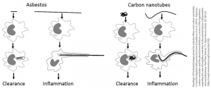 Paradigm of frustrated phagocytosis for asbestos fibres and carbon nanotubes.