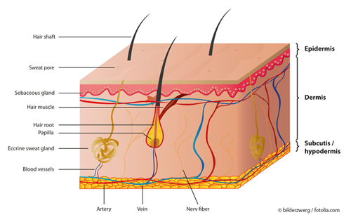 Illustration of the structure of the skin based on a cross-section through the various layers of the epidermis, dermis, subcutaneous tissue and fatty tissue with the associated characteristics such as glands, muscles, nerves, hair roots or blood vessels © bilderzwerg / fotolia.com 