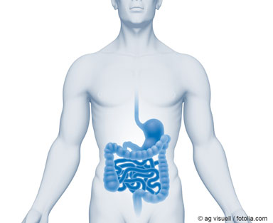 Iluustration of a human torso with th gastrointestinal tract highlighted in blue colour © ag visuell / fotolia.com