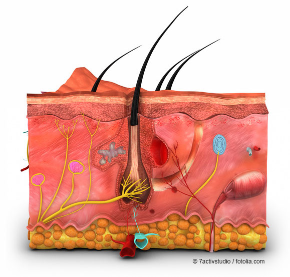Illustration of a cross-sectional cut through the different skin layers highlighting important cell types, single hairs with follicles, blood and lymphatic vessels ©7activstudio – fotolia.com