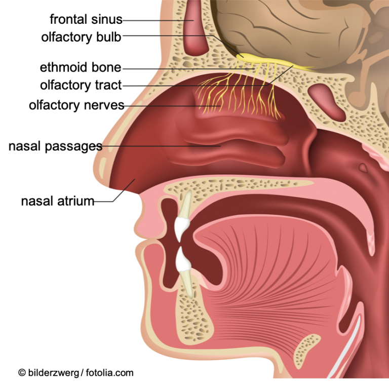 benign-infectious-lesions-conditions-of-the-oral-mucous-membrane