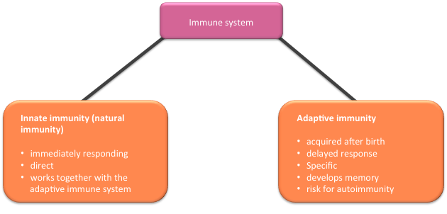 Scheme innate and adaptive immune system.