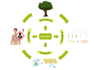 Description of NanoCELL's approach to research on nanocellulose for raw materials, extraction, processing and toxicology
