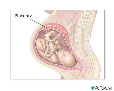 Illustration of cross-sectional cut through the belly of a pregnant female showing the baby connected via the placenta to the maternal body ©US National Library of Medicine (NLM)