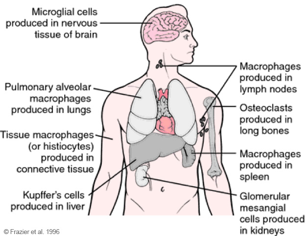 Overview of the reticuloendothelial system (RHS). (c) Frazier et al., 1996.