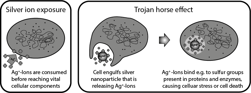 "Trojan Horse" hypothesis for the mode of action of silver nanoparticles in cells. Adapted from Quadros et al. 2011