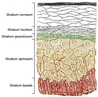 schematic image of the different layers of human skin starting from the stratum conreum at the top down to the stratum basale at the bottom