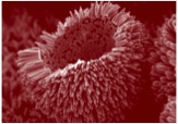 SEM image of a nanoscale zinc oxide broken urchin