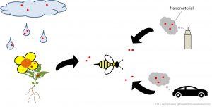 Potential exposure routes of nanomaterials to pollinating insects.© Andreas Mattern/ UFZ Leipzig; car icon Car Icon made by Freepik from www.flaticon.com