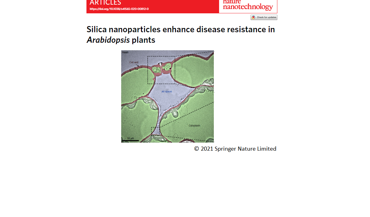 Silica nanoparticles improve plant disease resistance