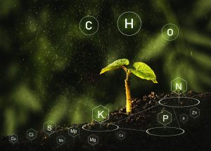 Pflanzenkeimling mit Nährstoffsymbolen. Bildquelle: Miha Creative - stock.adobe.com