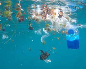 Spotlight July: Plastic Pollution and the Urgent Need for Comprehensive Action