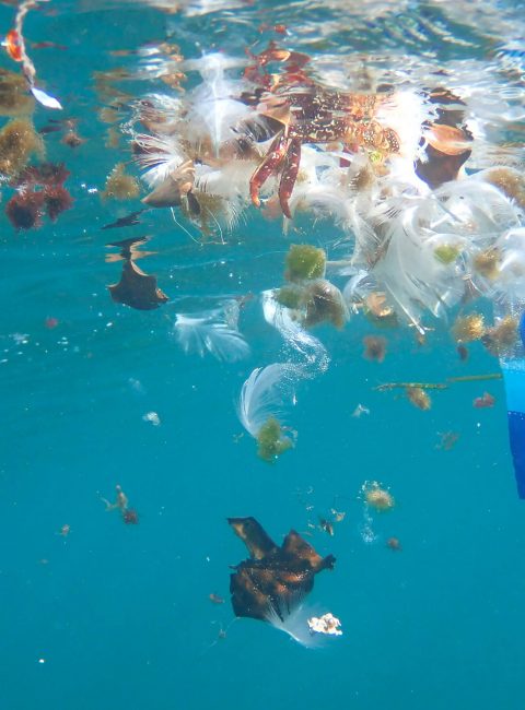 Spotlight July: Plastic Pollution and the Urgent Need for Comprehensive Action